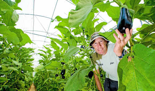 Geoffrey McCann grows a world-class eggplant. Geoffrey McCann grows a world-class eggplant.